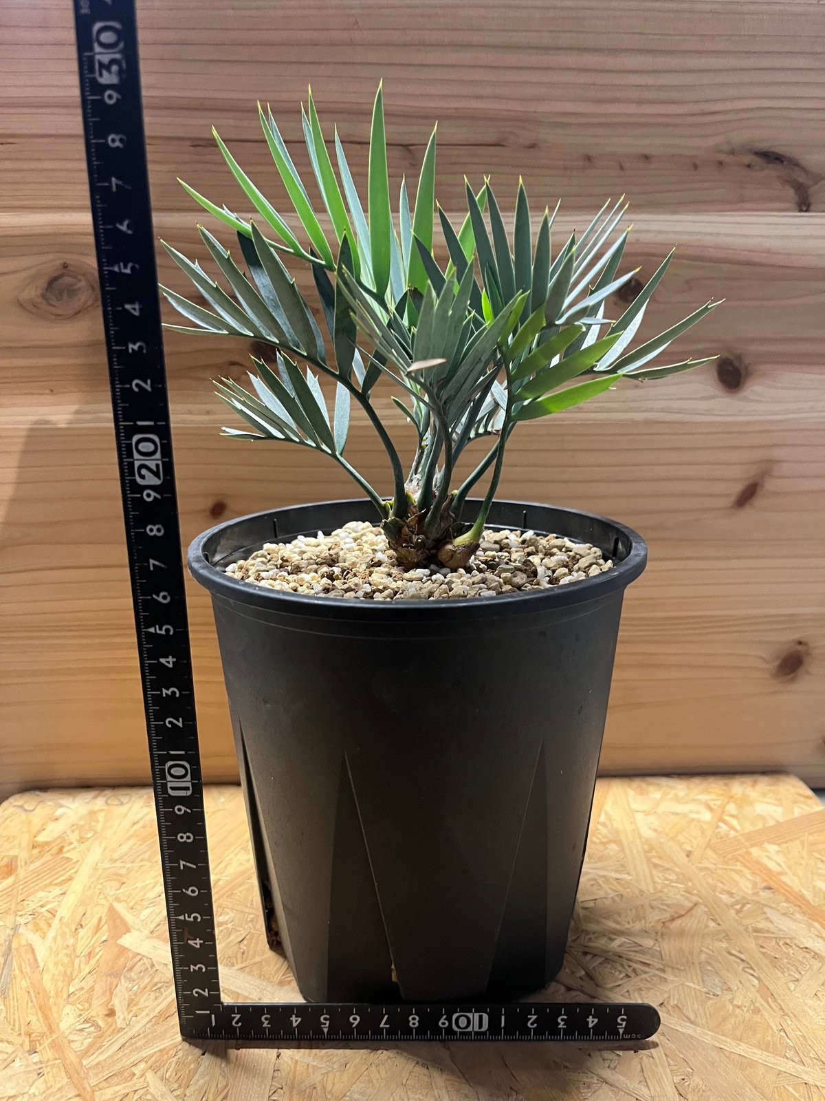 エンセファラルトス　レーマニー Encephalartos lehmannii fit=scale-down,w=1200