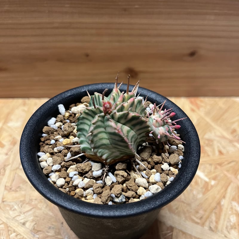 ユーフォルビア メロフォルミス錦 | GREEN LUCK