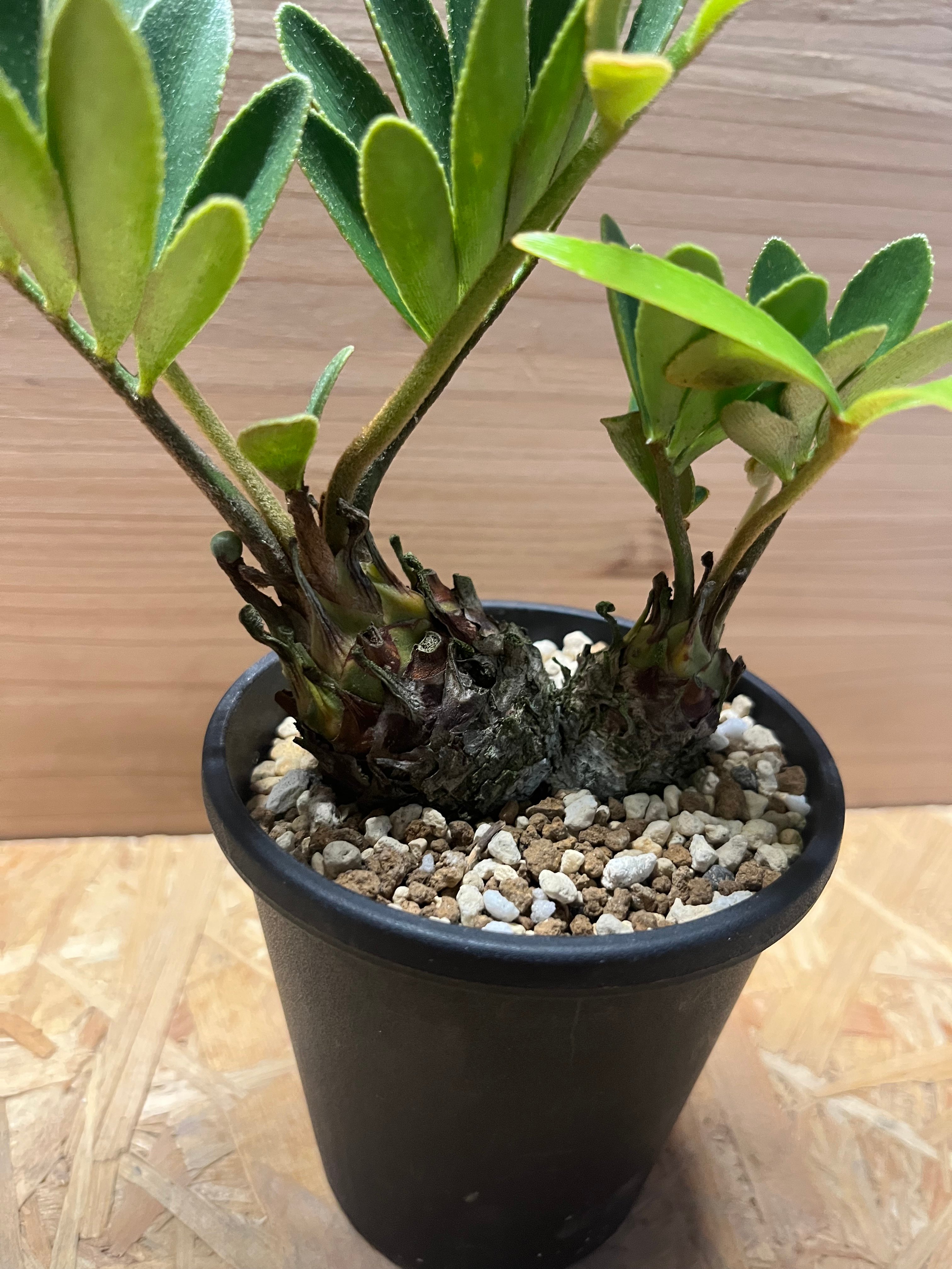 メキシコザミア斑入り　斑入ザミア　斑入りソテツ　黄金ソテツ　フルフラセア斑入り 観葉植物 メキシコザミア斑入り 斑入ザミア 斑入りソテツ 黄金ソテツ