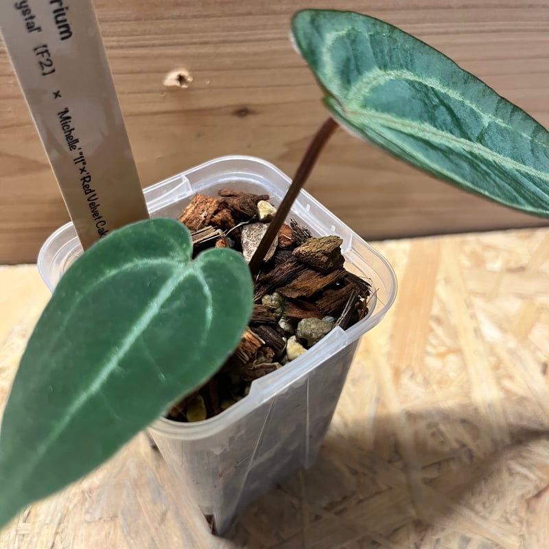 アンスリウム FTGクリスタル× ミシェル×レッドベルベットケーキ