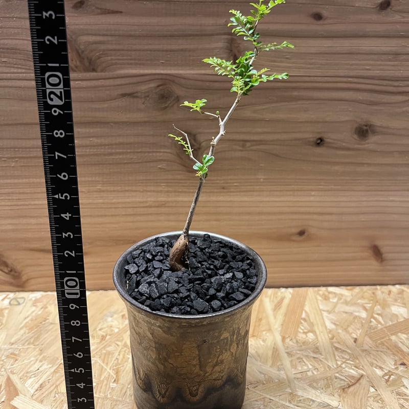 オペルクリカリア パキプス実生×かみ山陶器 | GREEN LUCK