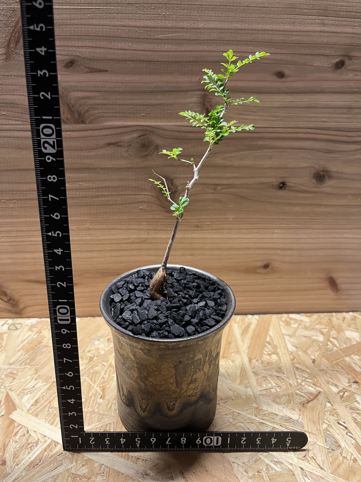 オペルクリカリア　パキプス　実生　9年目　陶器鉢 オペルクリカリア パキプス 9年目の実生株 陶器鉢付き オペルクリカリア