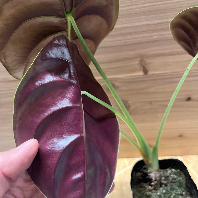 アロカシア クプレア レッドシークレット | GREEN LUCK