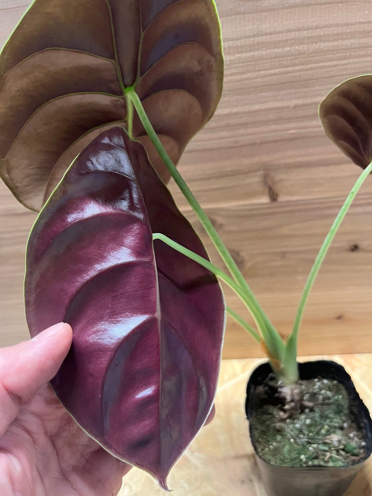 アロカシアクプレアの小芋　ネコポス アロカシア クプレア - メルカリ