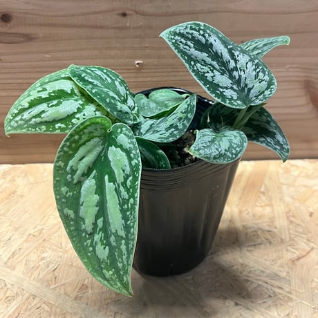 スキンダプサス | STORES