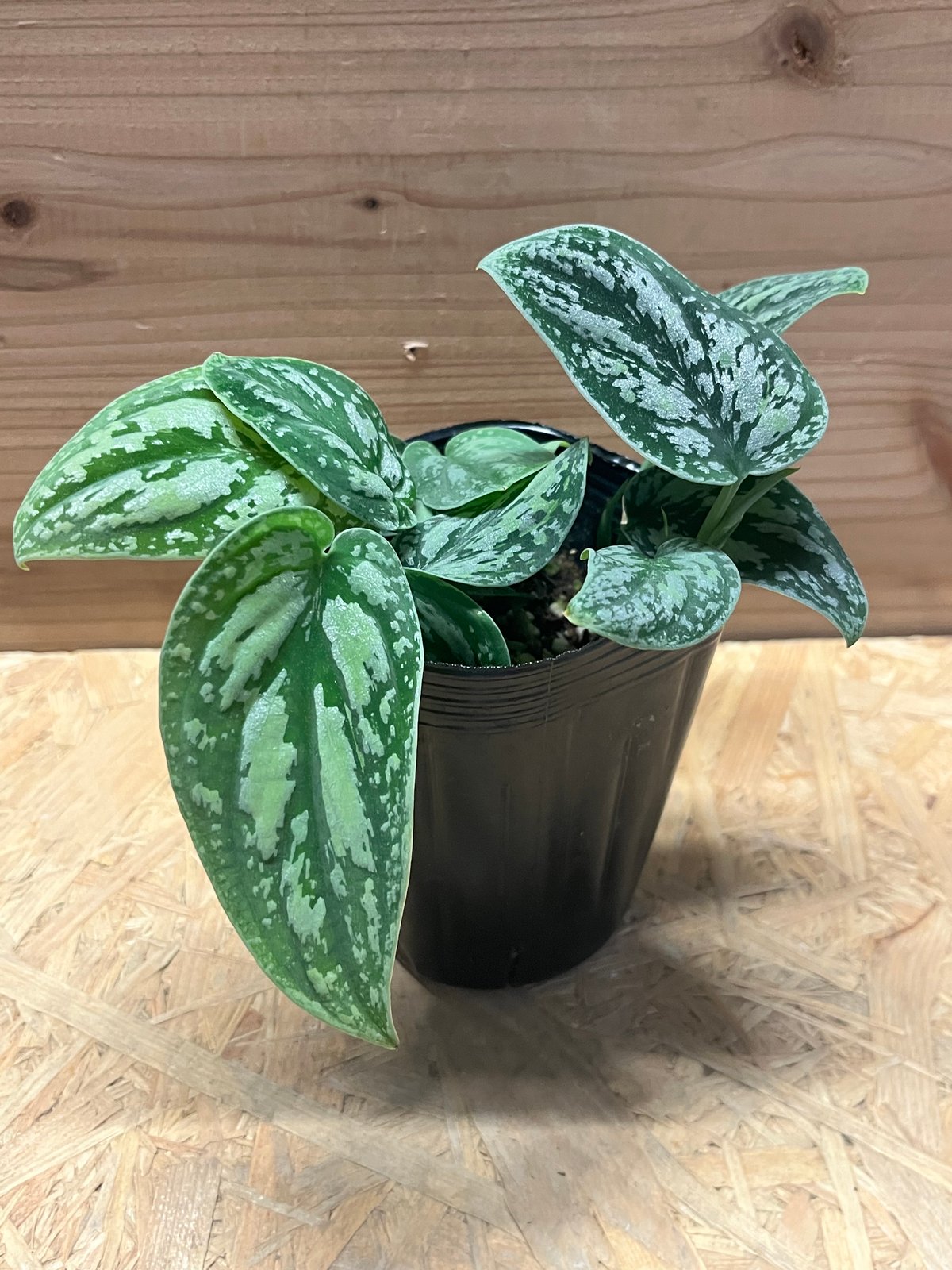 スキンダプサス ピクタス トリカラー | GREEN LUCK