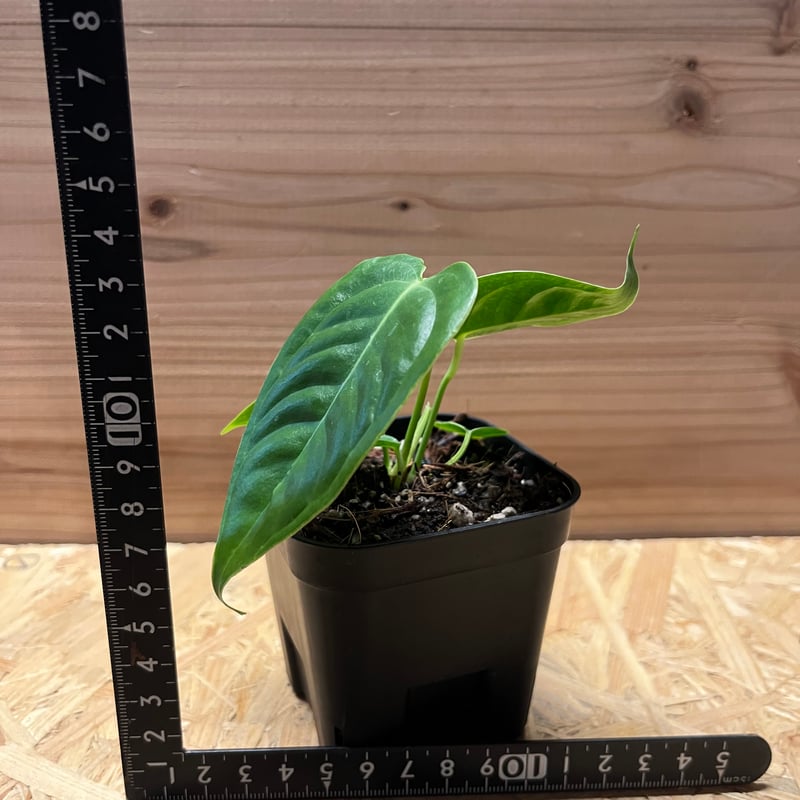 アンスリウム ベイチー | GREEN LUCK