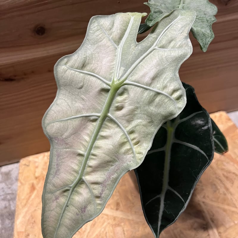 ダンバリーミント　アポロ13　模型　現状品 月着陸船模型 その1 Danbury Mint APOLLO13: カズやんの恐竜模型徒然草