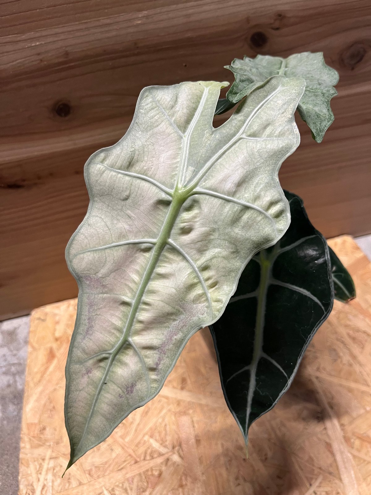 fit=scale-down,w=1200