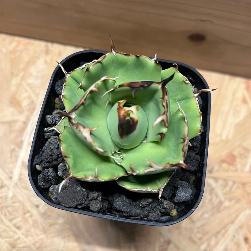 アガベ チタノタ アングリーハート | GREEN LUCK