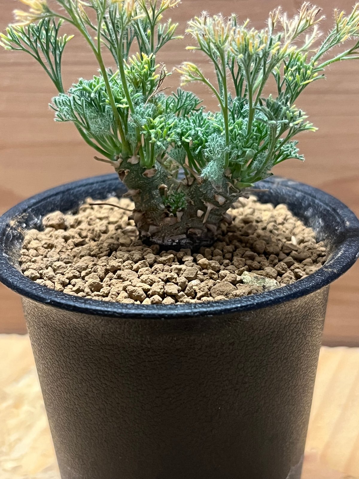 モンソニア ペニクリナム M.peniculinum 美株 モンソニア ペニクリナム | GREEN LUCK