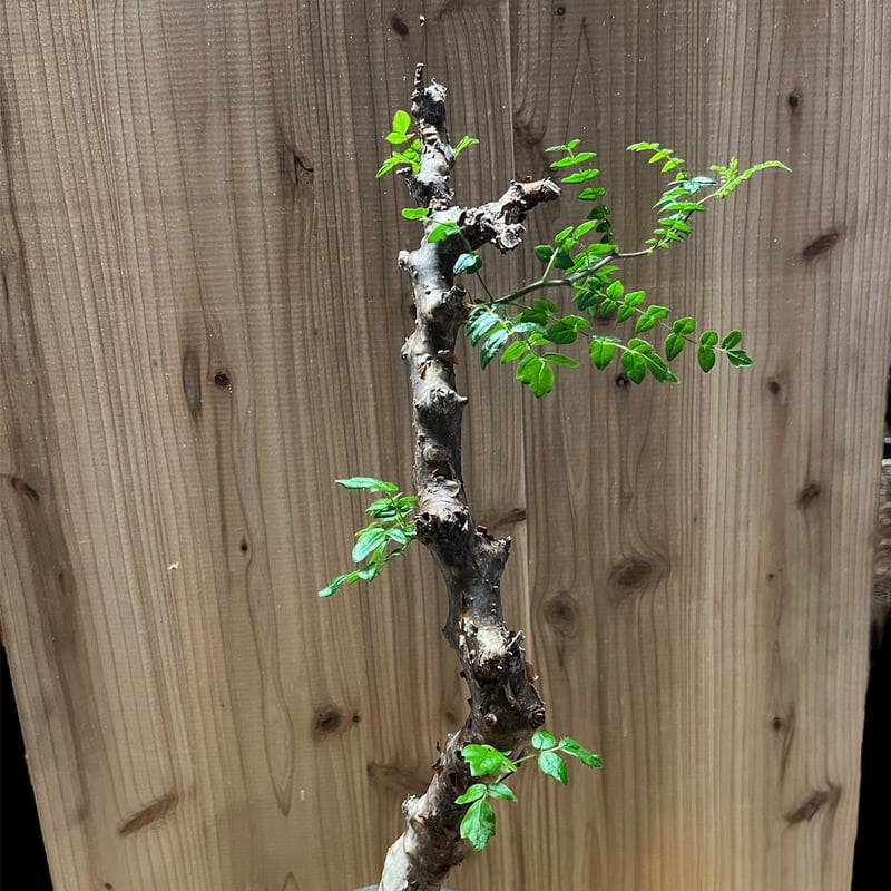 コミフォラ モンストローサ | GREEN LUCK