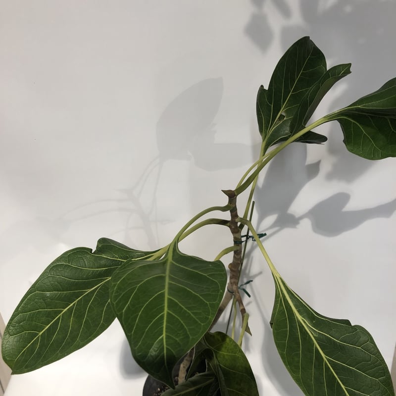 フィカス クリシュナボダイジュ | GREEN LUCK