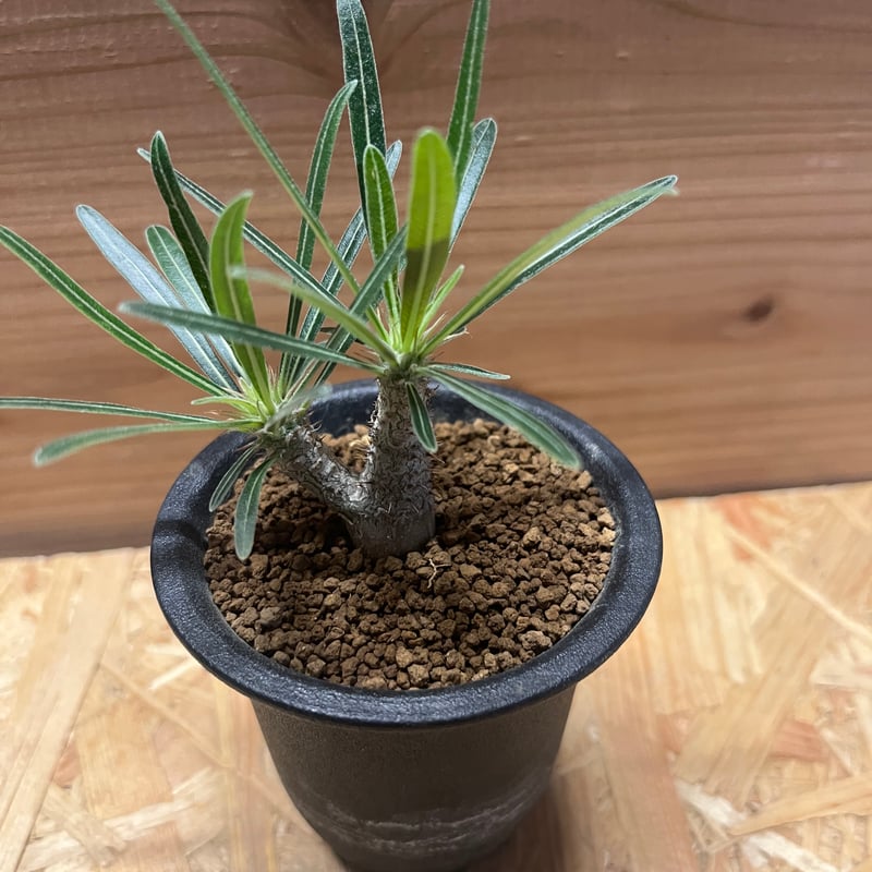 パキポディウムグラキリス　実生 パキポディウム グラキリス 実生 | GREEN LUCK