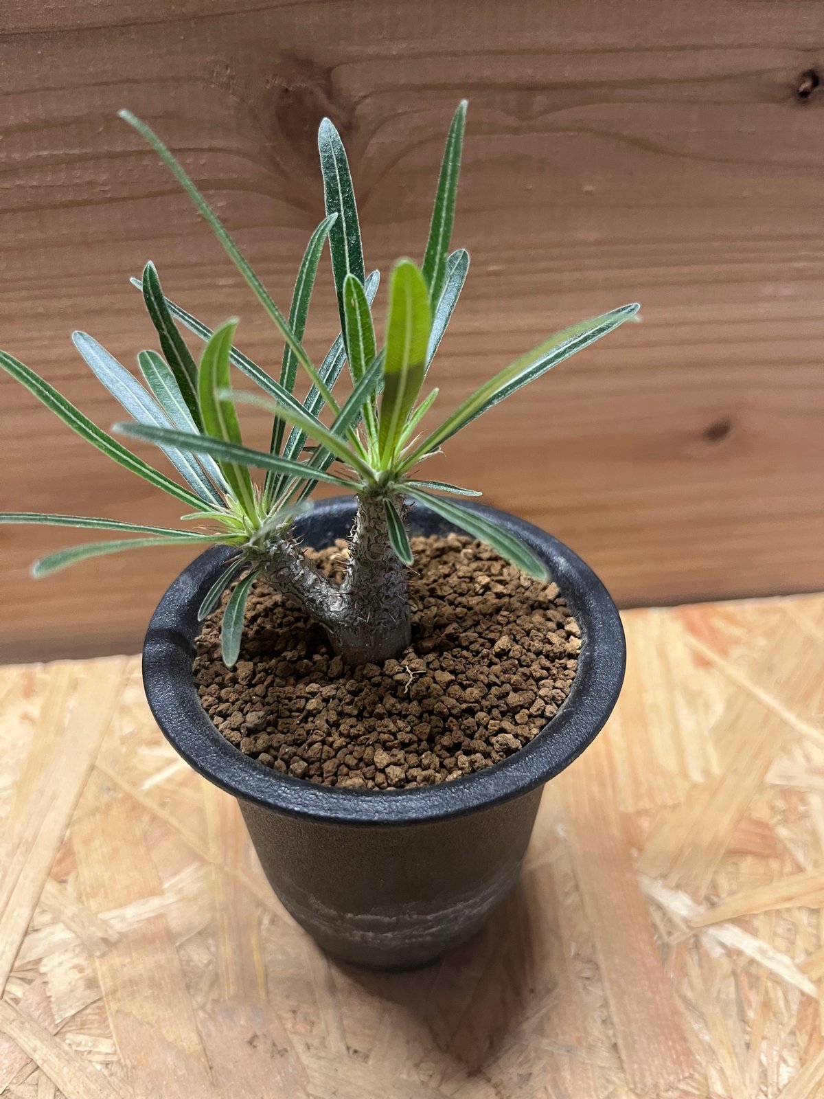 パキポディウム グラキリス 実生 | GREEN LUCK