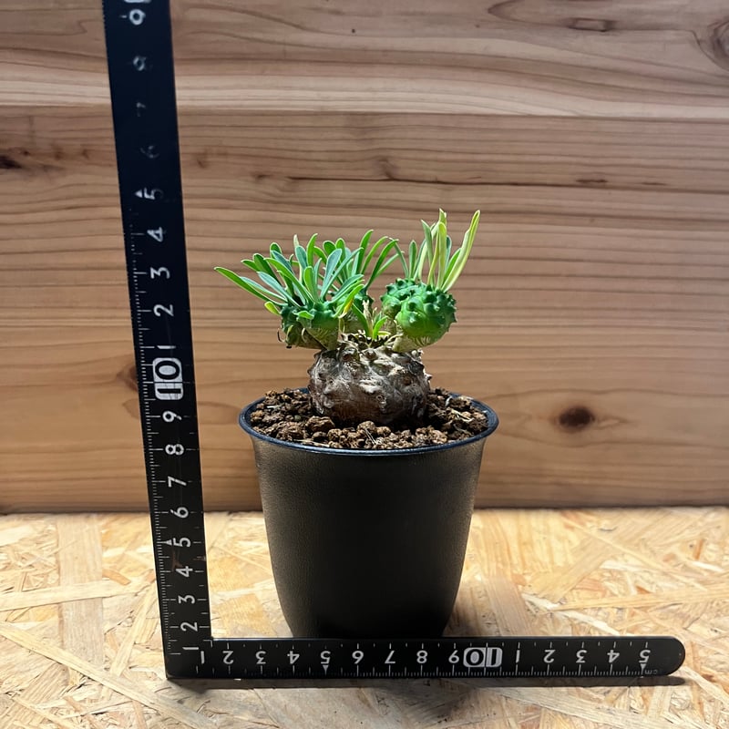 ユーフォルビア　峨眉山 ユーフォルビア 峨眉山／Euphorbia 'Gabisan' no.50910 |