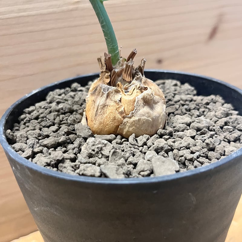 エンセファラルトス ホリダス | GREEN LUCK