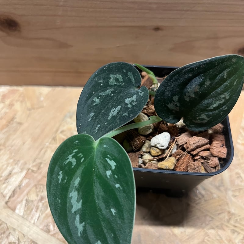 スキンダプサス スーパーブラック ボルネオ | GREEN LUCK