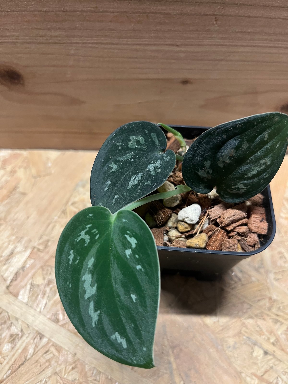 スキンダプサス スーパーブラック ボルネオ | GREEN LUCK