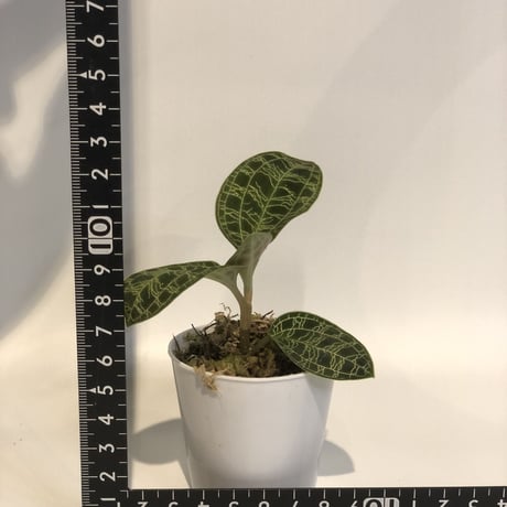 ジュエルオーキッド　マコデスペトラ