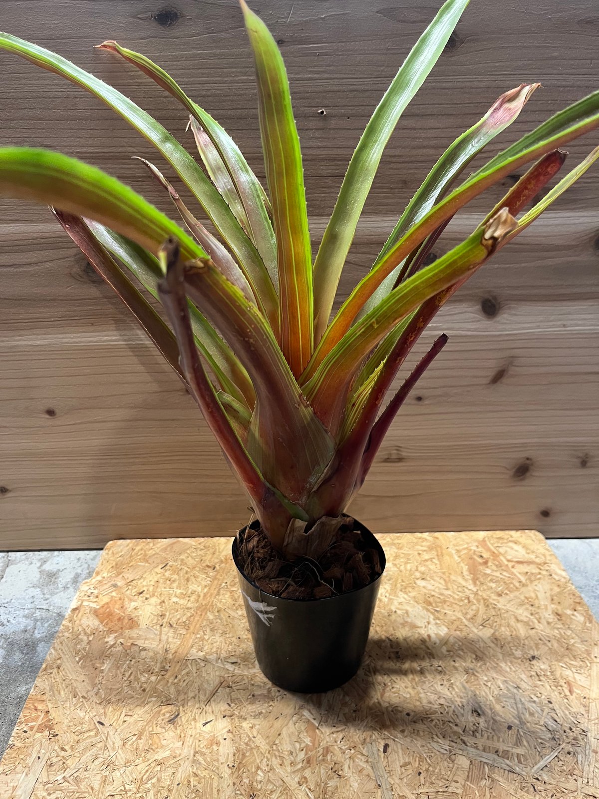 ネオレゲリア オレンス リサ、タグ付き 【公式通販】