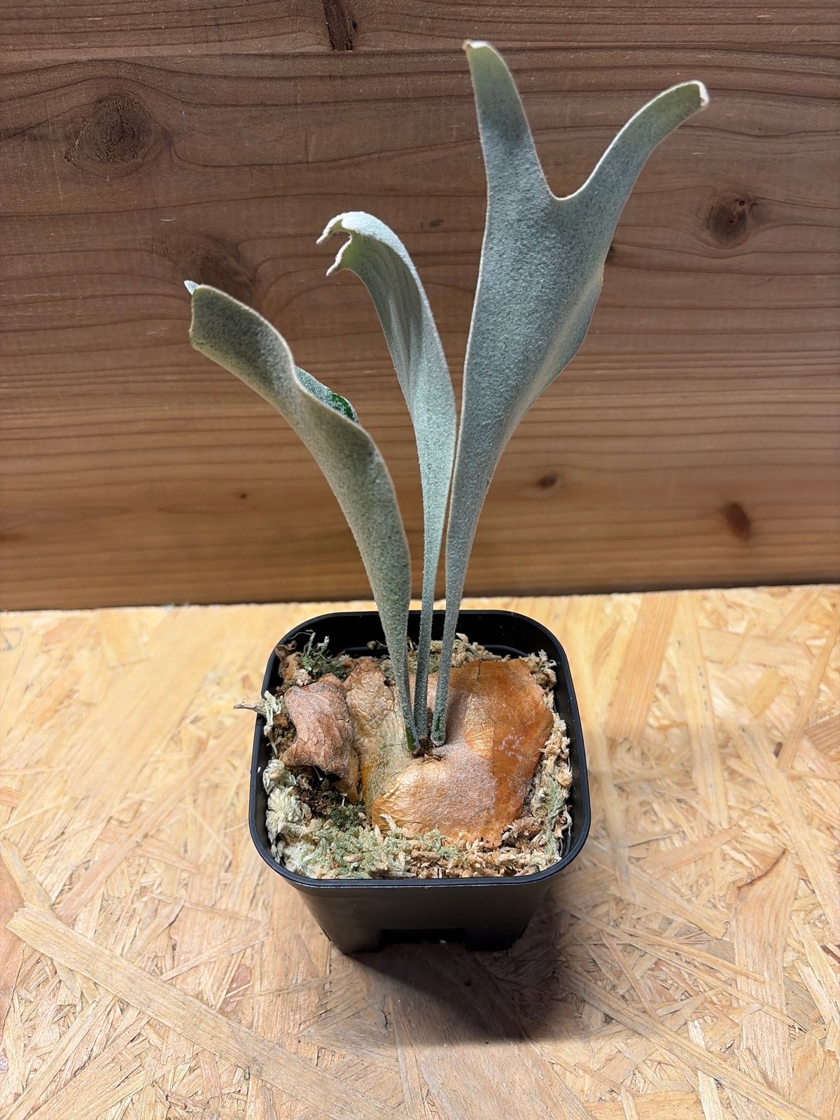 ビカクシダ FSQ デラロッチャ | GREEN LUCK