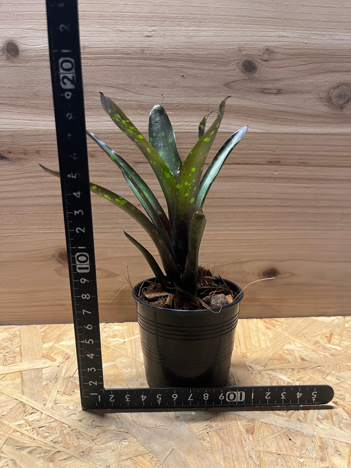 ネオレゲリア ノスフェラトゥ | GREEN LUCK