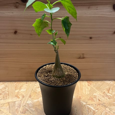 CATEGORY 多肉植物 塊根植物 | GREEN LUCK CATEGORY 多肉植物 塊根植物 | GREEN LUCK