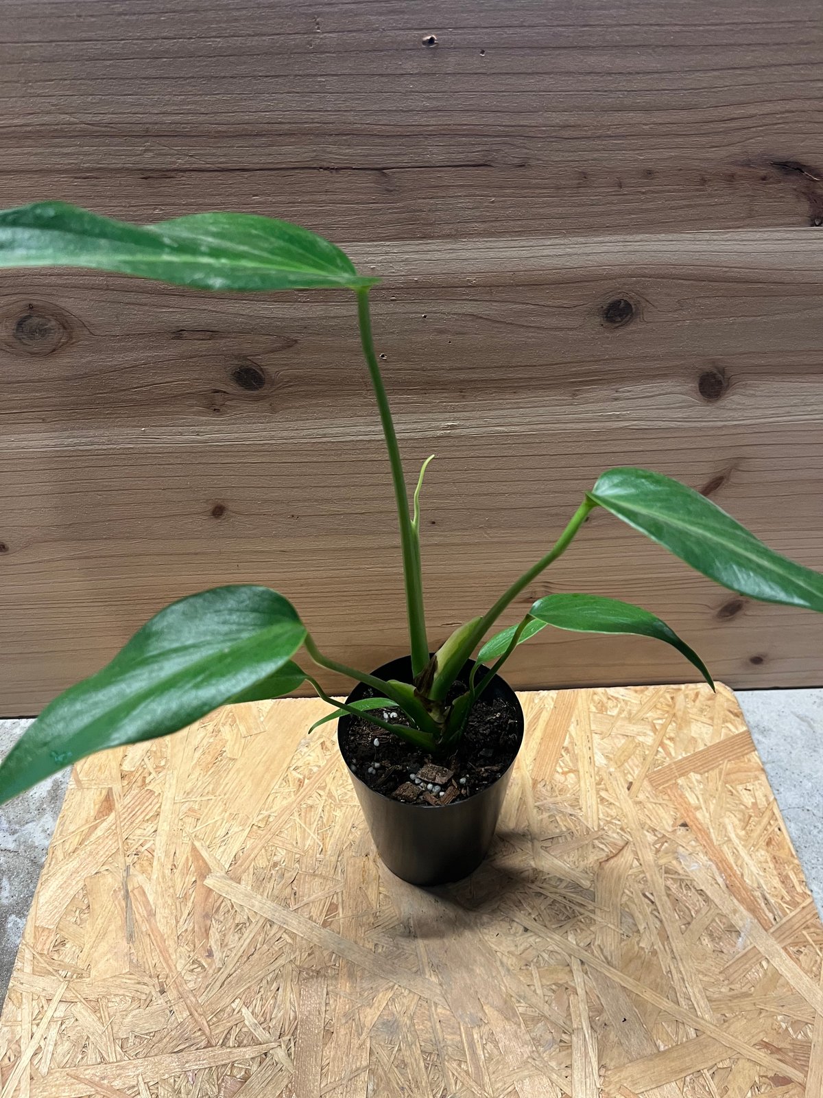 超希少❗️モンステラ　バールマルクスフレーム✨ モンステラ バールマルクスフレーム 「Monstera burle marx's