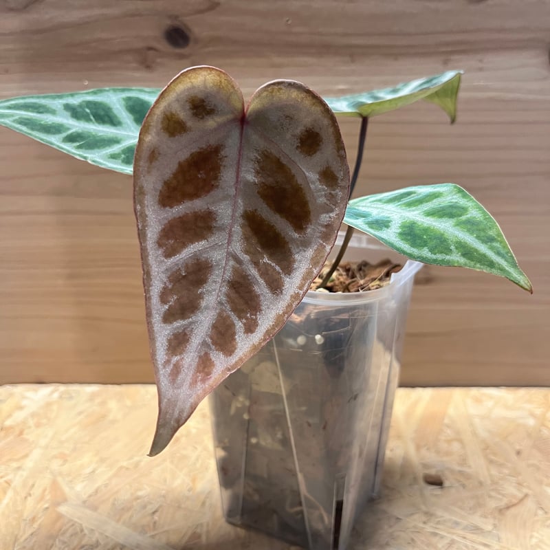アンスリウム エンジェルズドリーム 二芽 Anthurium 