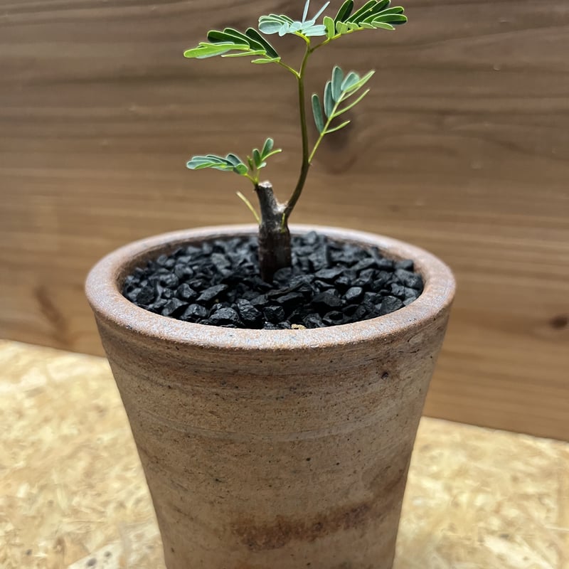 センナ　メリディオナリス　鉢付　発根済 fit=scale-down,w=1200