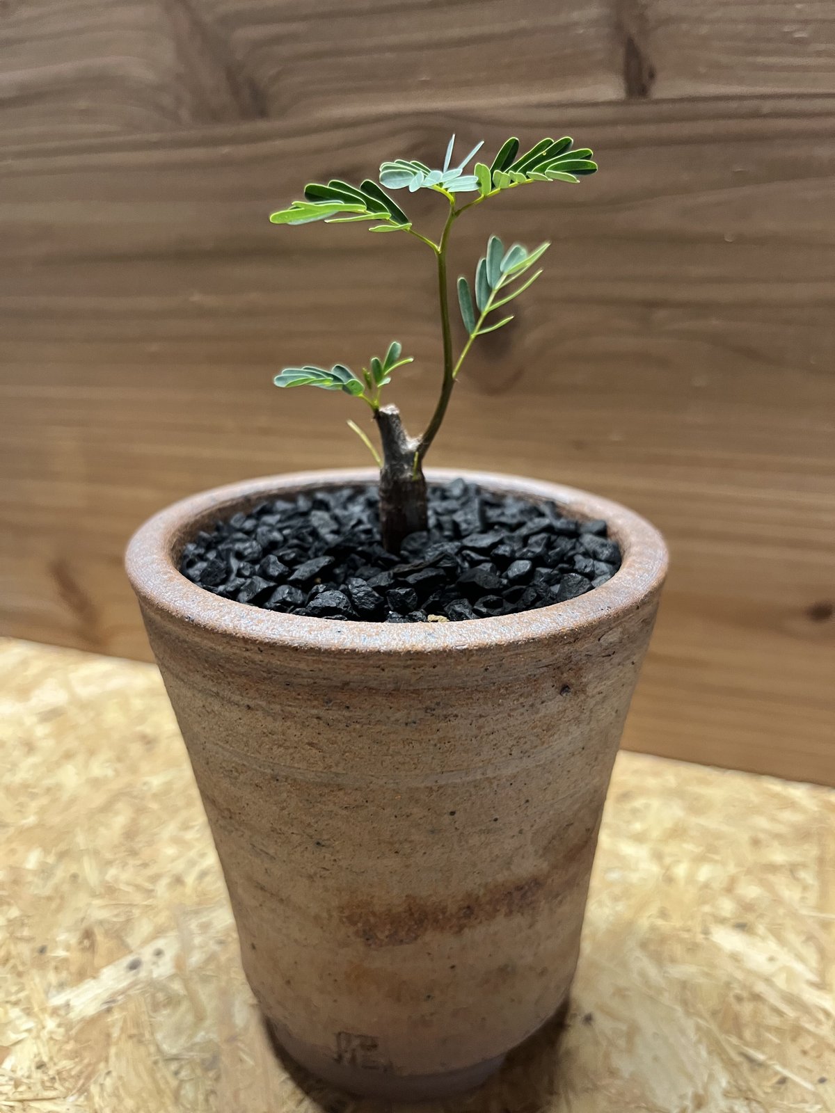 センナ メリディオナリス×伝市鉢 | GREEN LUCK