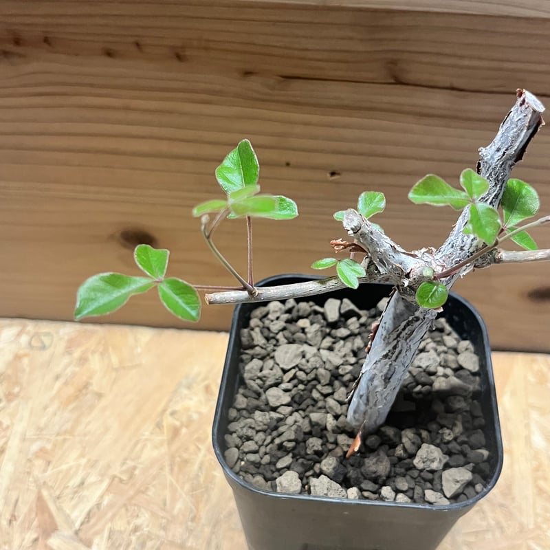 コミフォラ オルビクラリス | GREEN LUCK