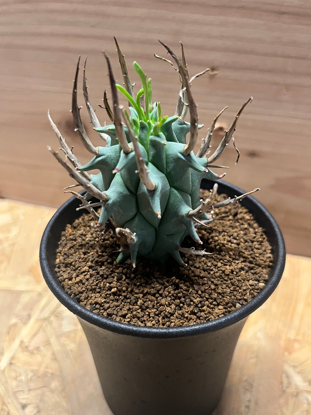 ユーフォルビア スコエンランディ 闘牛角 | GREEN LUCK