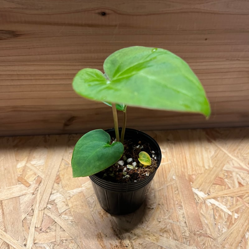 アンスリウム　ハイブリッド アンスリウム ハイブリッド 斑入 「Anthurium hybrid Variegated」