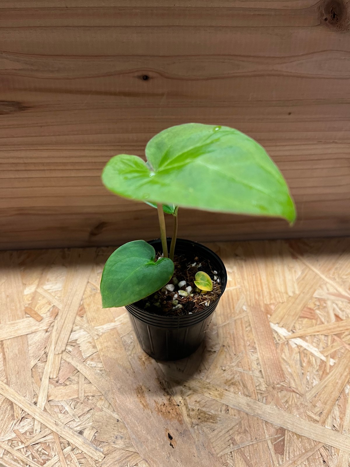 アンスリウム　ハイブリッド AMAZON】Anthurium Hybrid (アンスリウム・ハイブリッド 5.5号