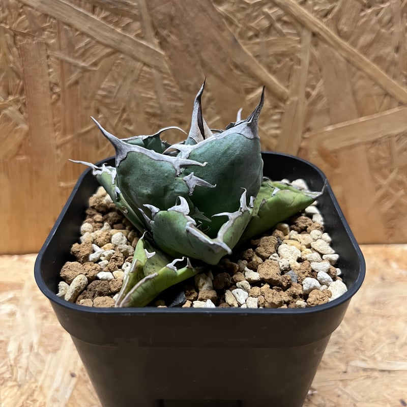 アガベ ホワイトアイス 斑入り 白氷 Titanota