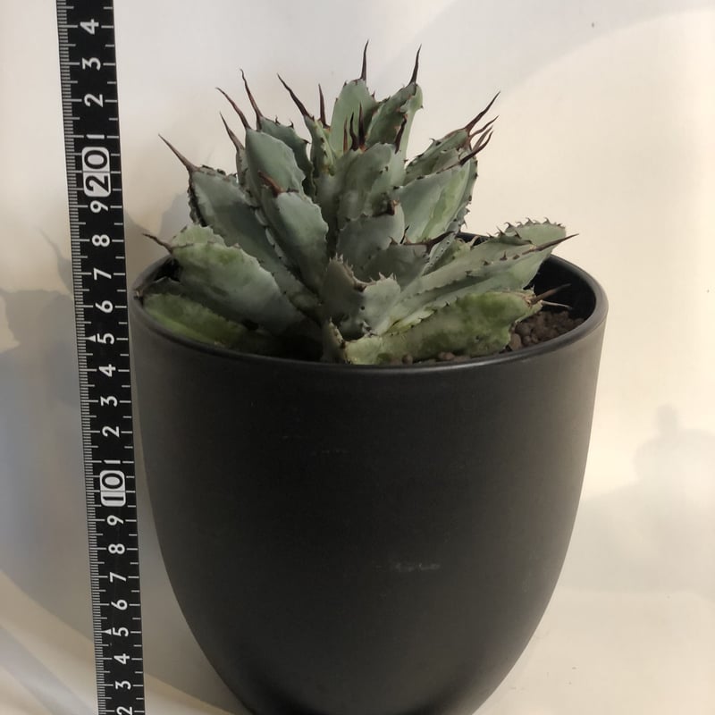 アガベ キュービック | GREEN LUCK