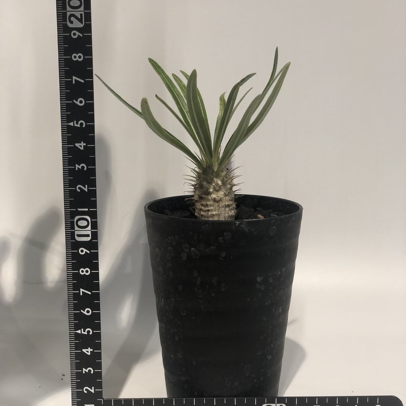 パキポディウム グラキリス 実生 | GREEN LUCK