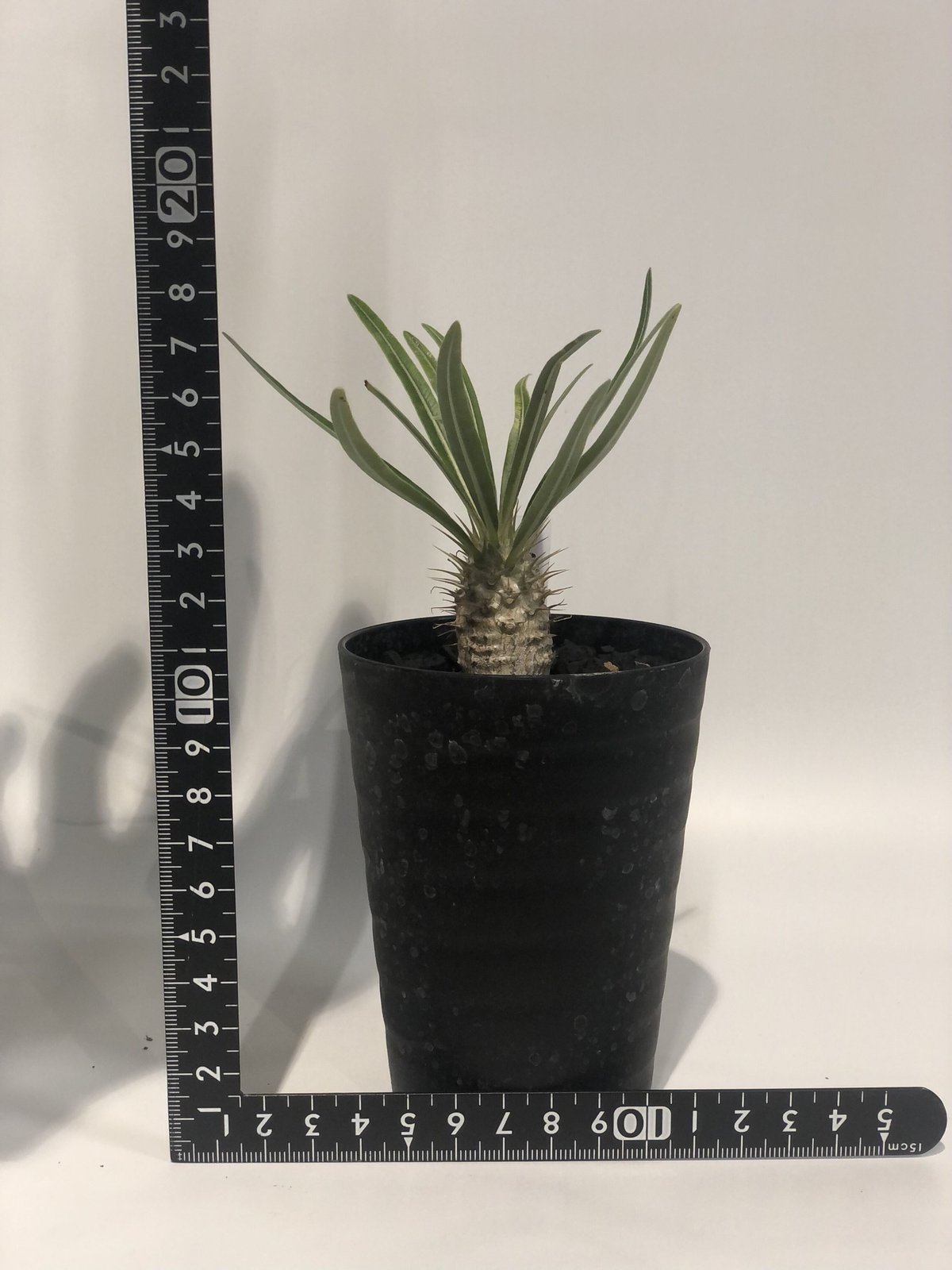 パキポディウム グラキリス 実生 | GREEN LUCK