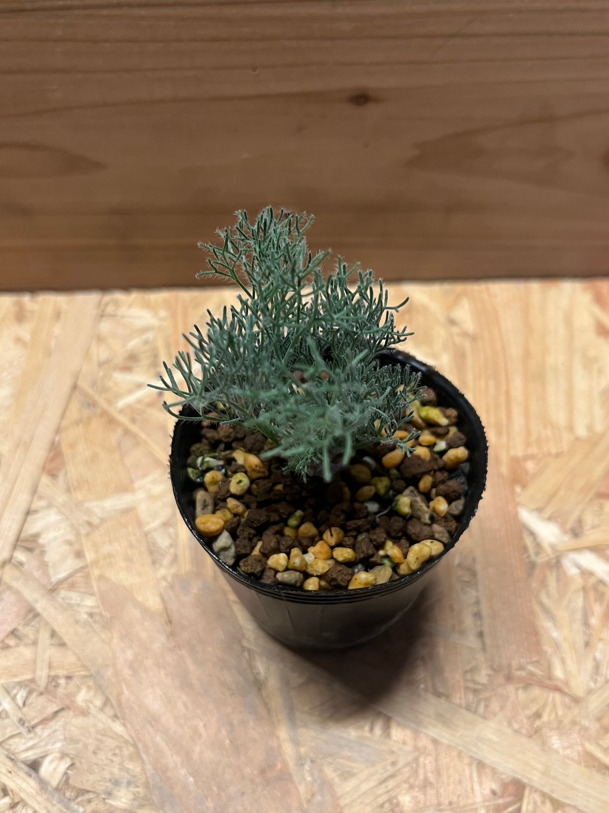 モンソニア ペニクリナム | GREEN LUCK