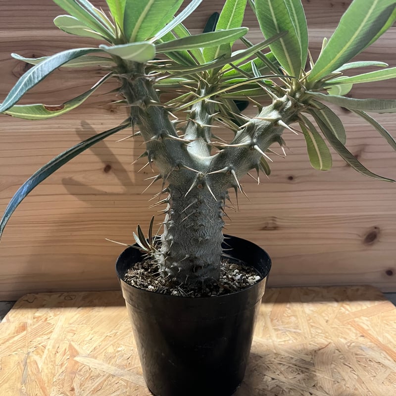 パキポディウム ロスラーツム | GREEN LUCK