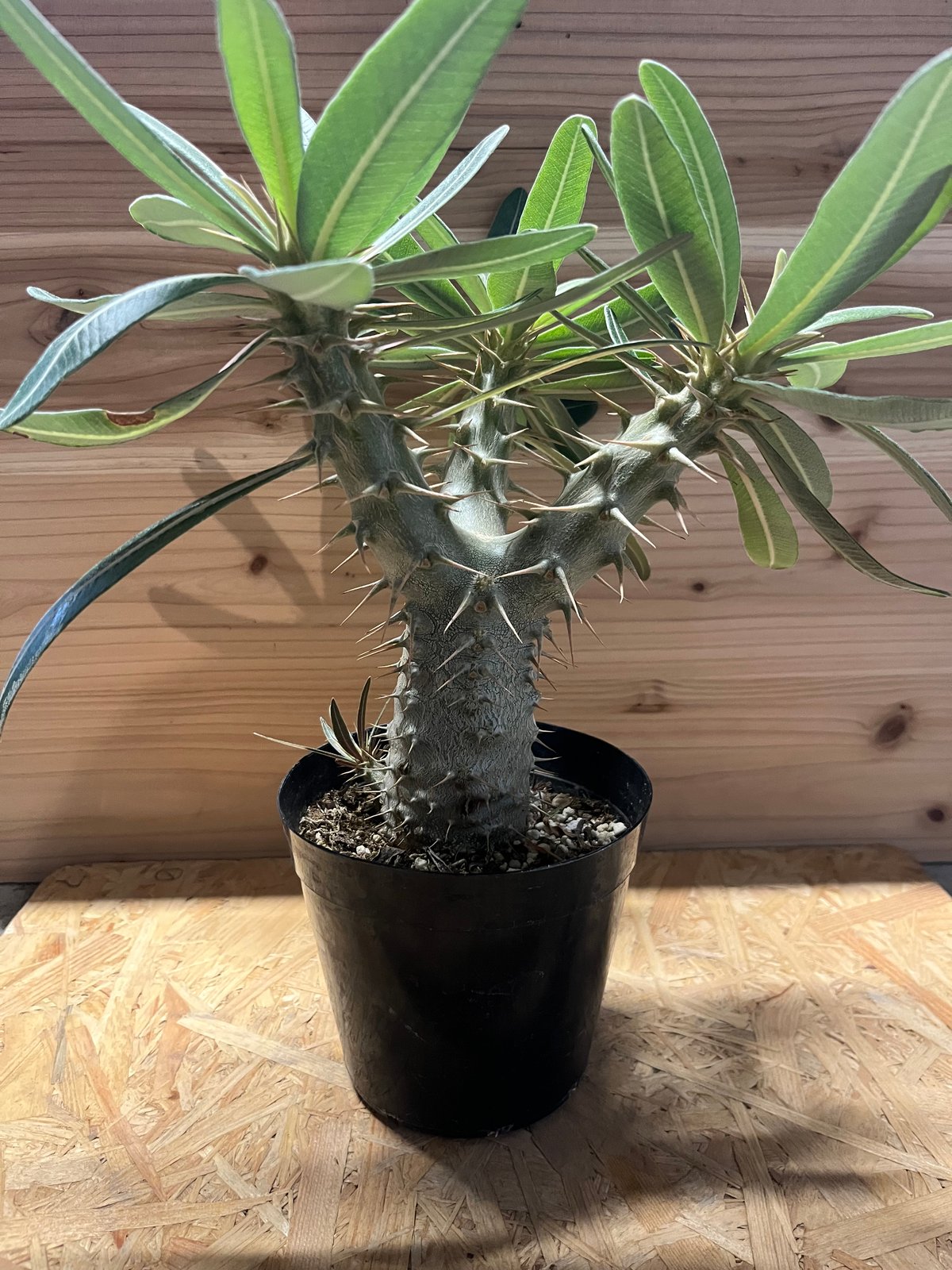 パキポディウム　ロスラーツム パキポディウム ロスラーツム | PROTOLEAF プロトリーフ