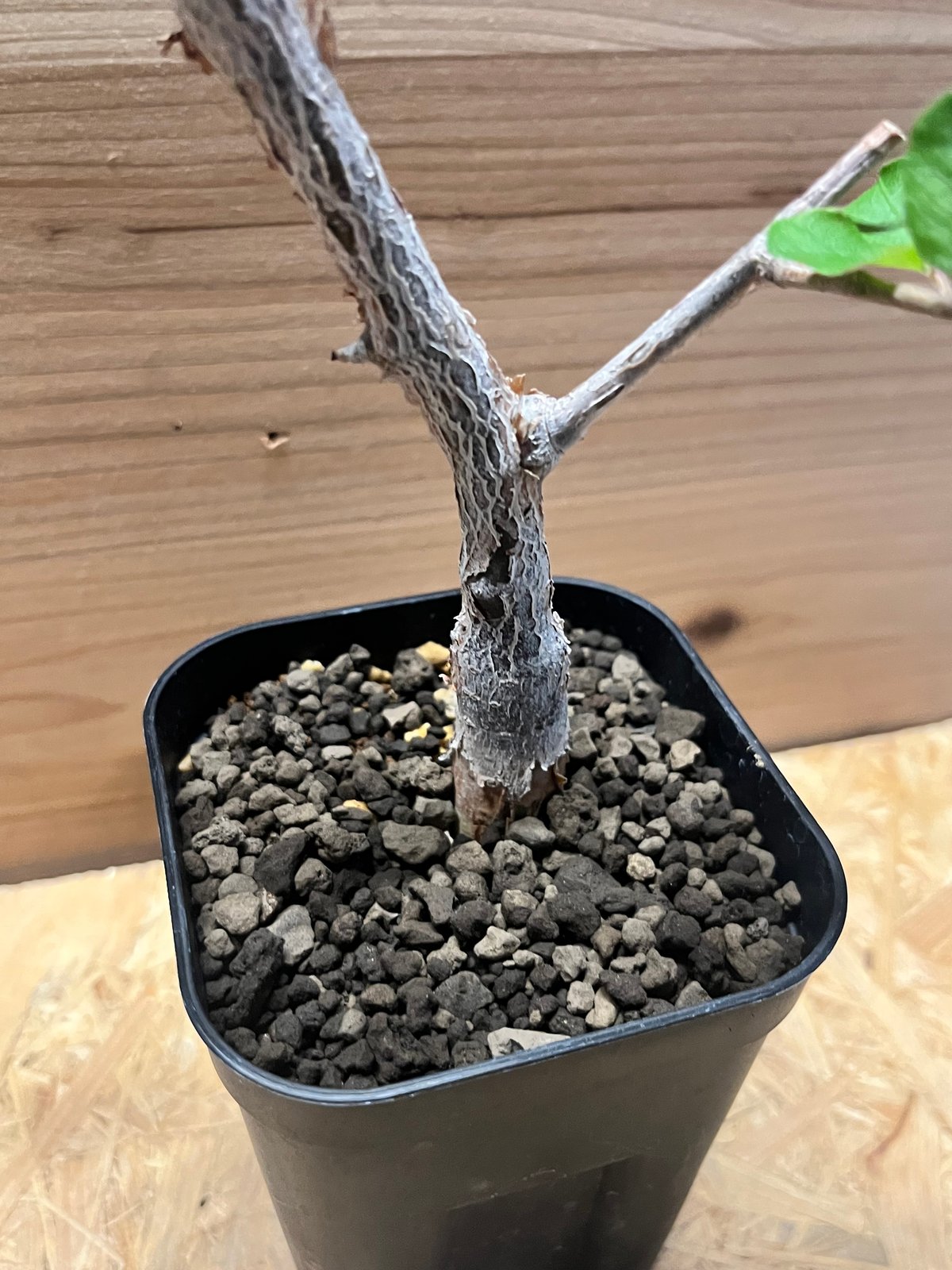 コミフォラ　オルビクラリス コミフォラ オルビクラリス | GREEN LUCK