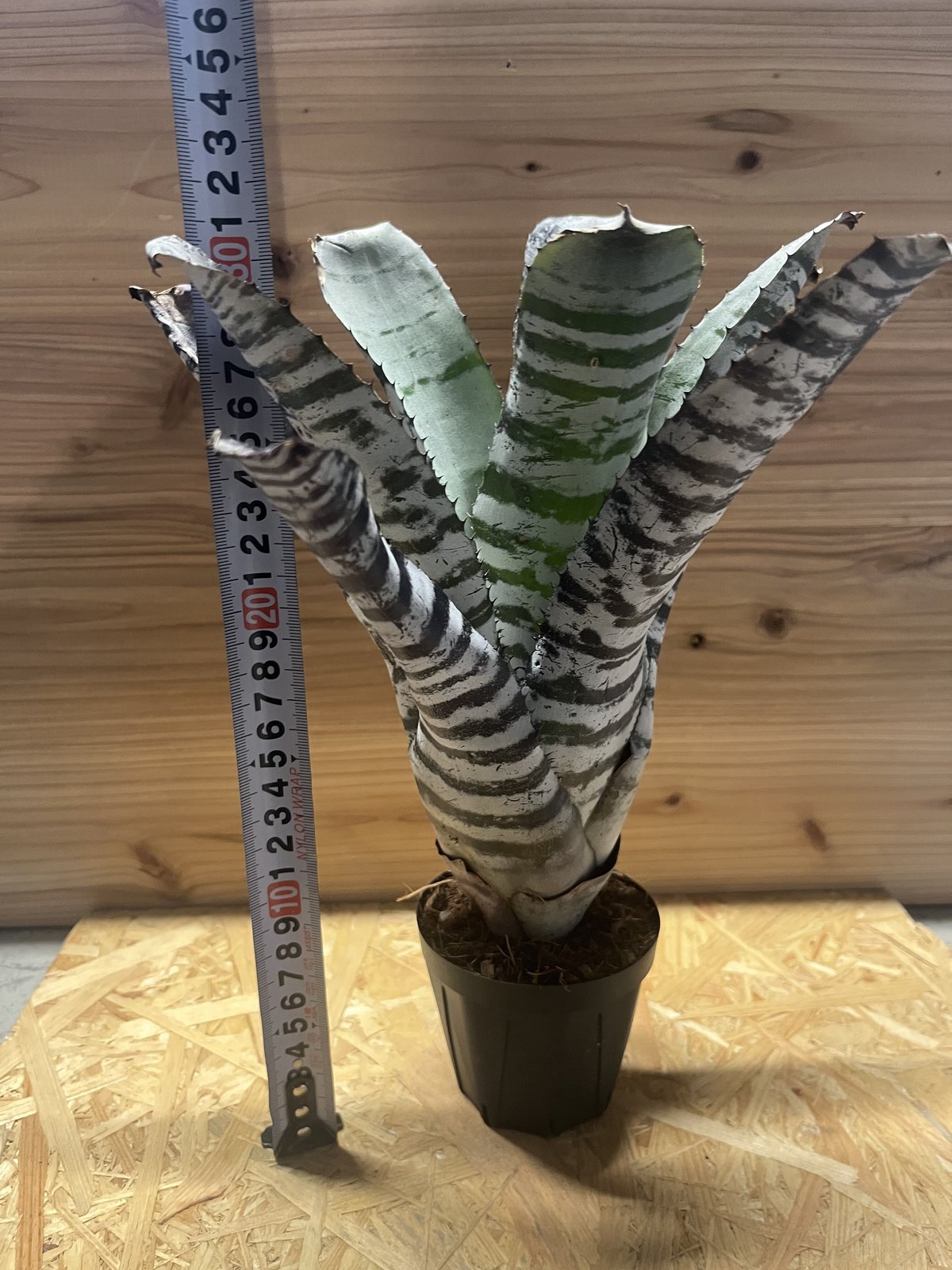 エクメア チャンティニー ブラックアイス | GREEN LUCK