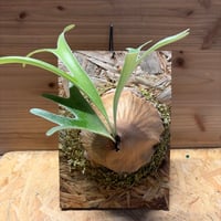 アンスリウム クエレマレンセ | GREEN LUCK