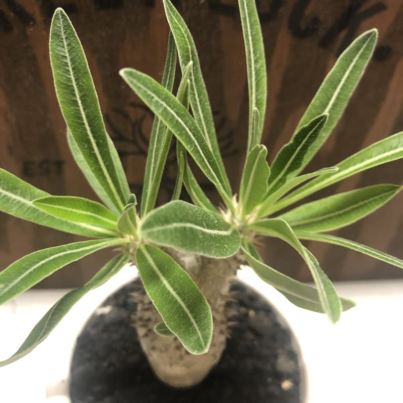 パキポディウム イノピナツム | GREEN LUCK