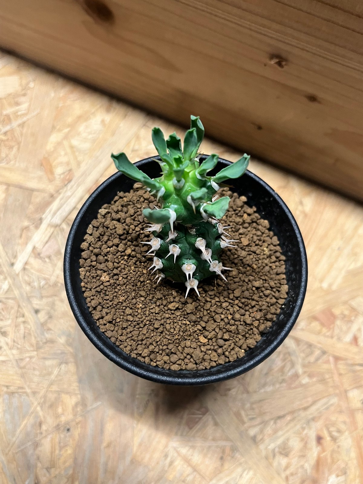 ユーフォルビア cv.トム | GREEN LUCK