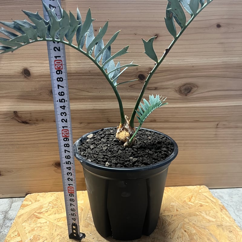 エンセファラルトス ホリダス | GREEN LUCK