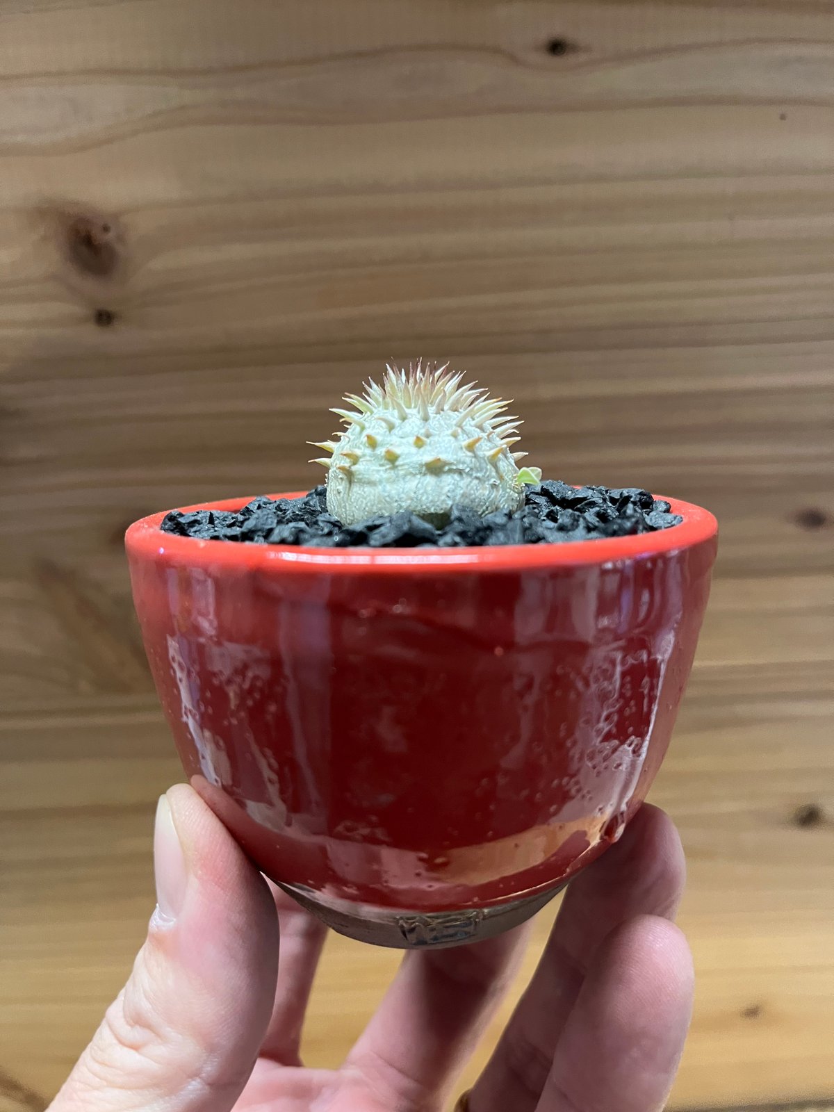 パキポディウム 引き取りのみ トレジャー | 塊根植物・コーディックス・多肉植物の処分,買取は